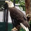 Staten Island Zoo Gets Gorgeous Bald Eagle